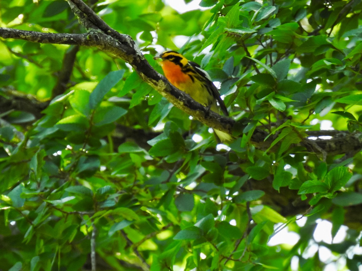 Blackburnian Warbler - Randy James