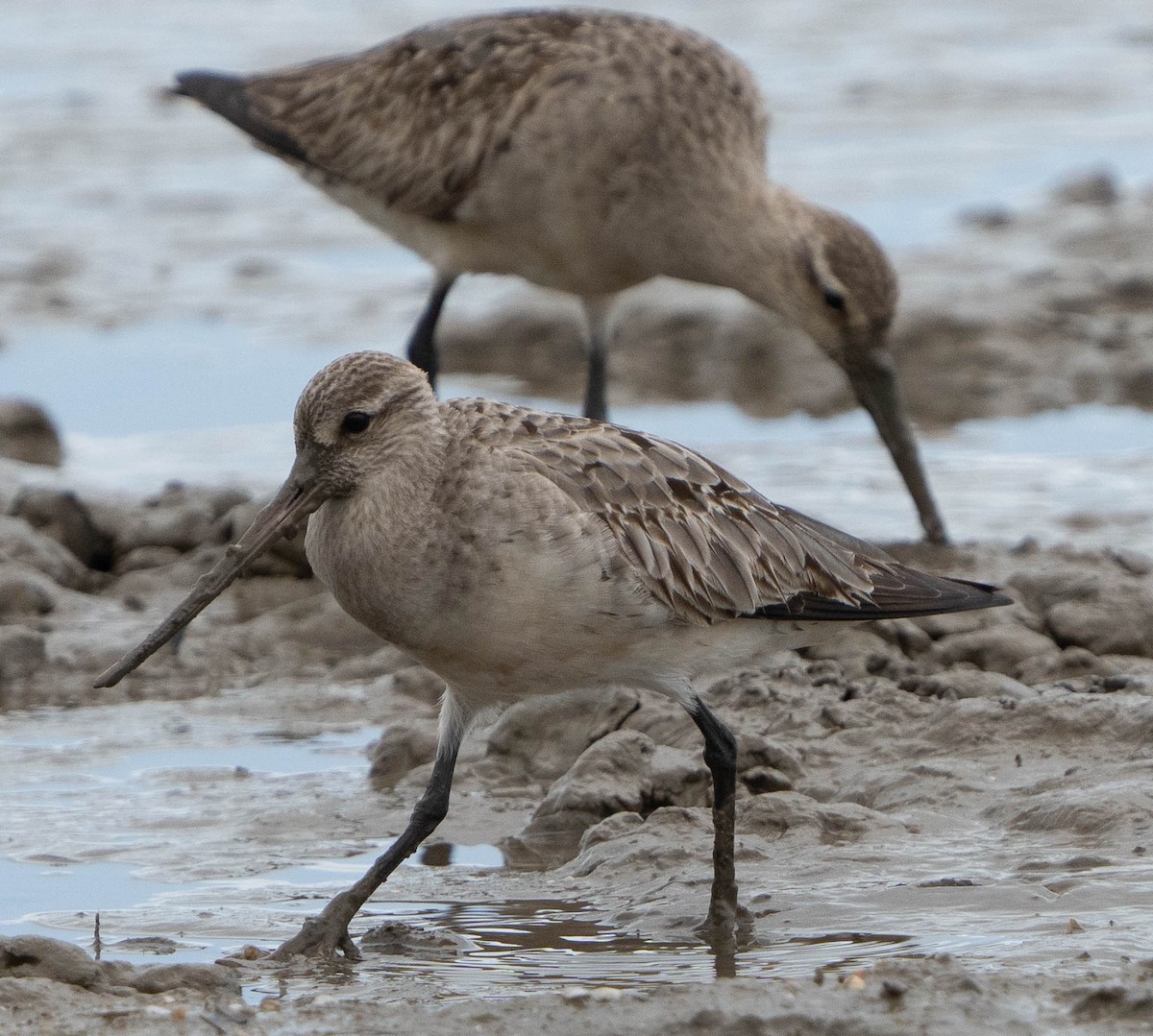 Bar-tailed Godwit - Nishard Abdeen