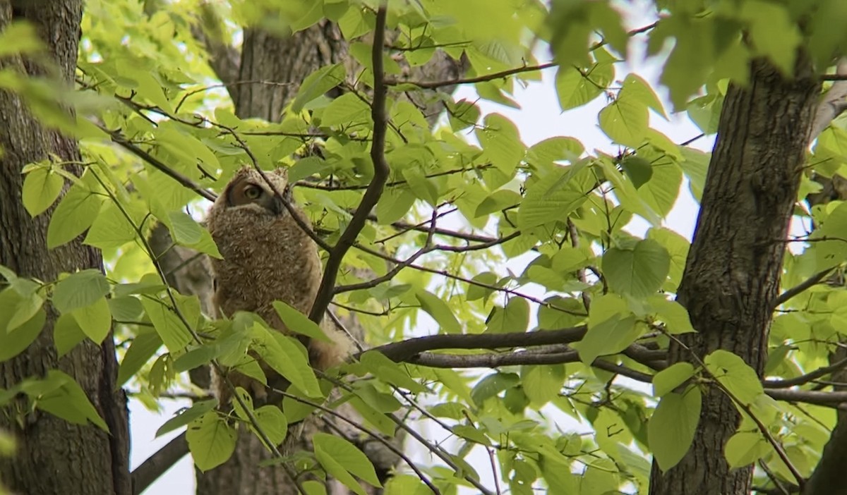 Great Horned Owl - ML618531224