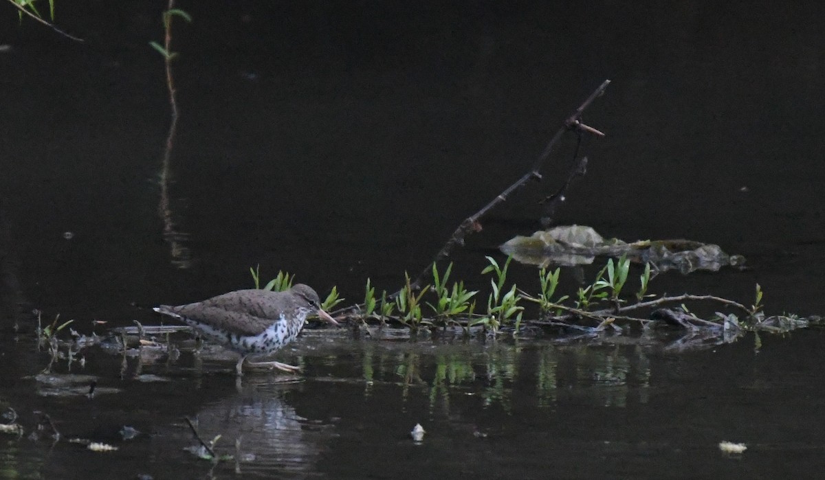 Semipalmated Sandpiper - Nick Schaefer