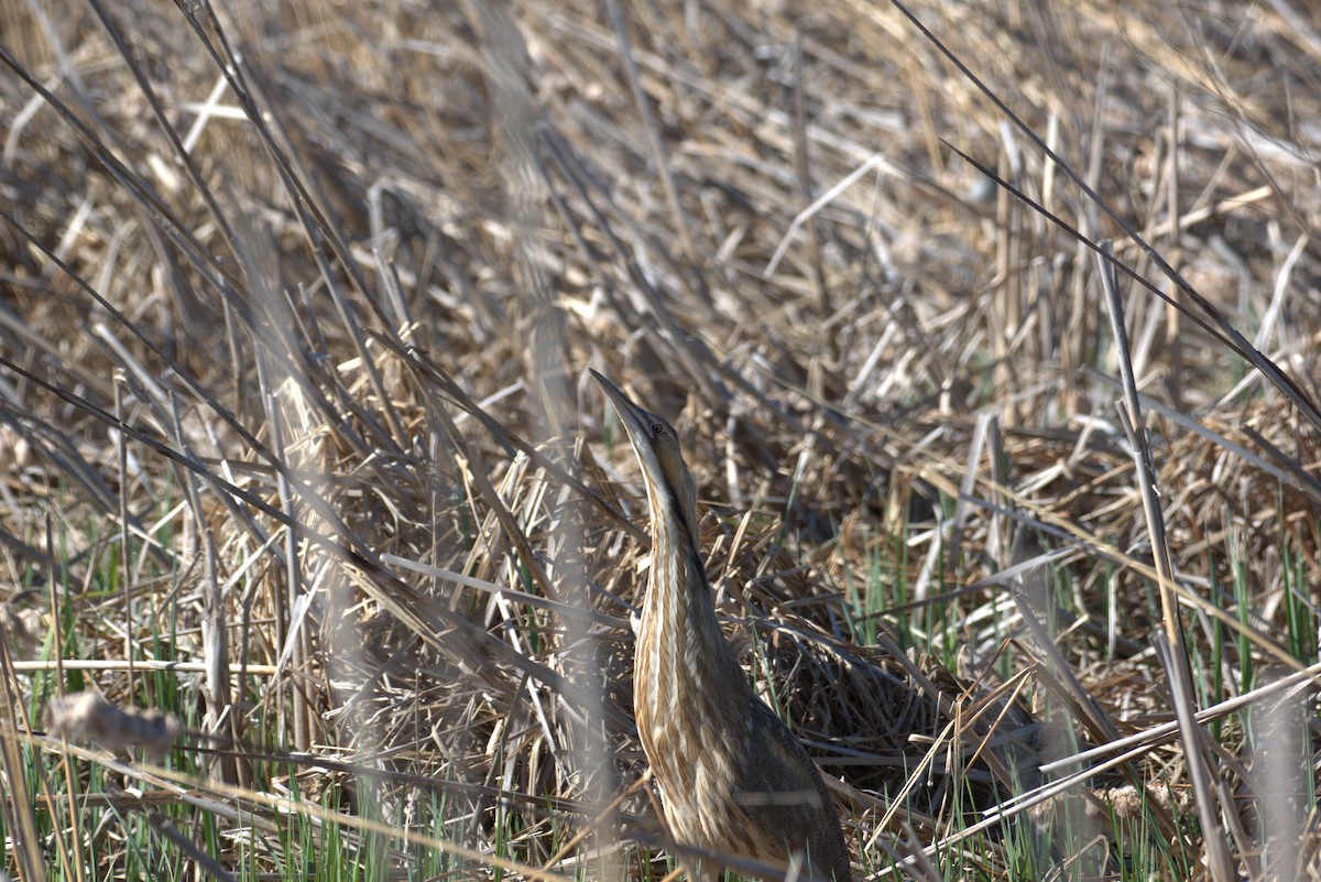 American Bittern - ML618531274