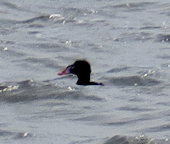 Surf Scoter - ML618531285