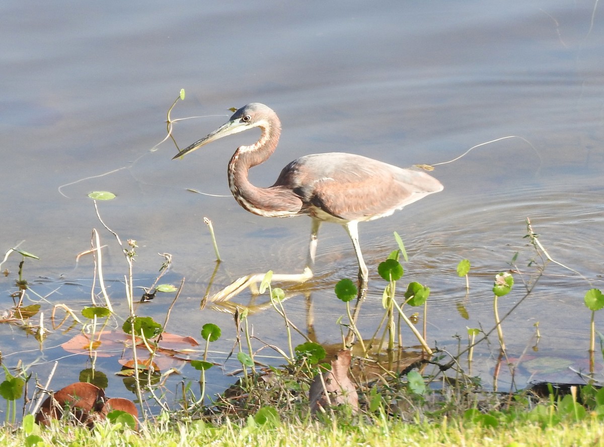 Tricolored Heron - ML618531287