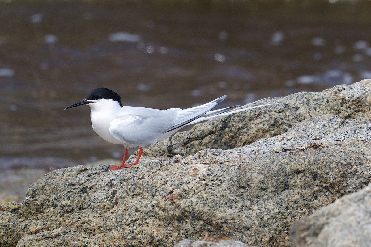 Roseate Tern - ML618531307