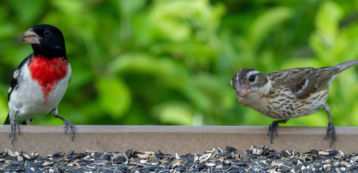 Rose-breasted Grosbeak - ML618531361