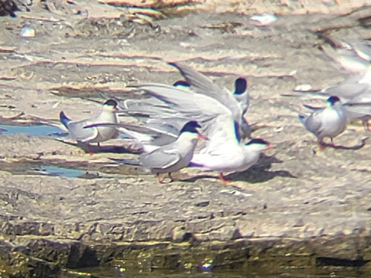 Common Tern - Charlotte Farrell