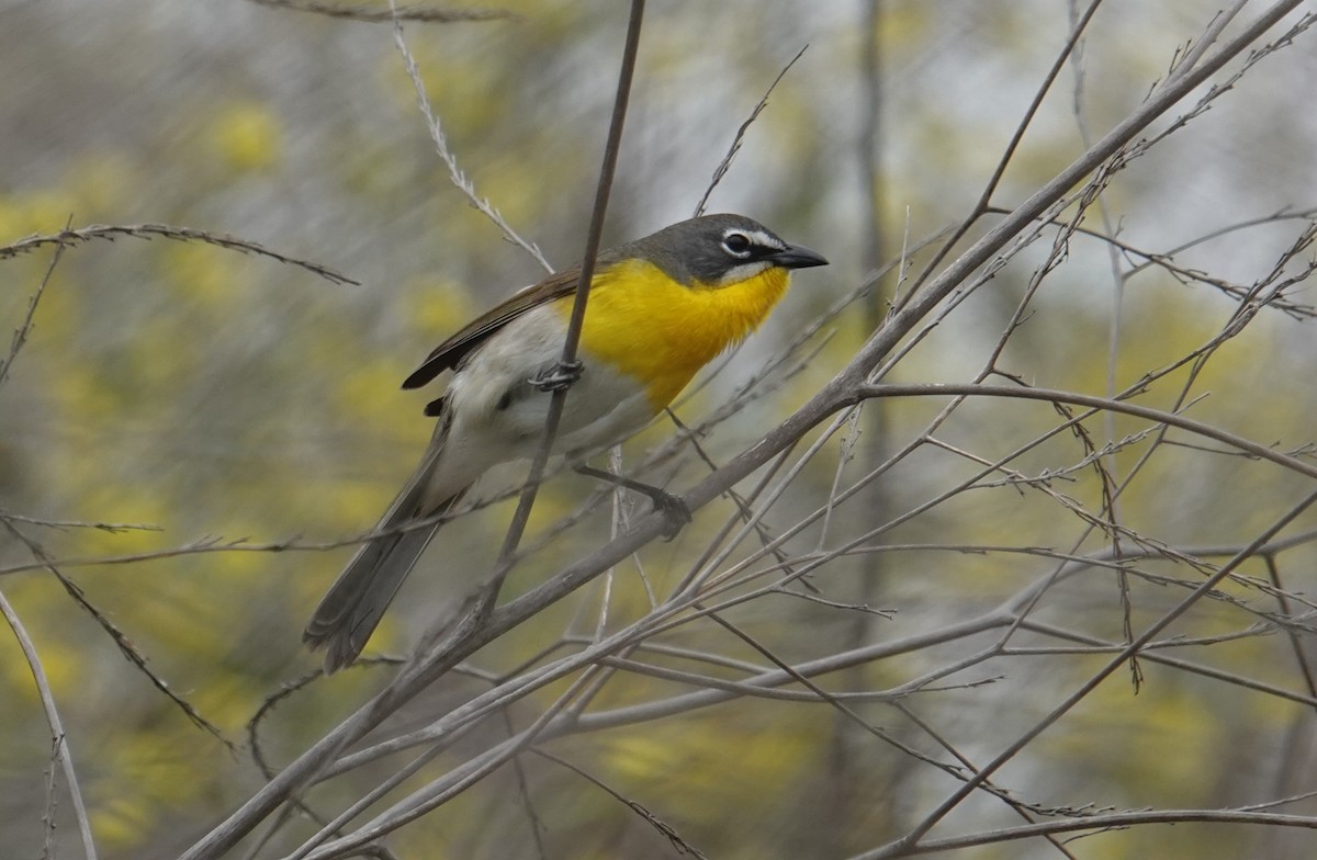 Yellow-breasted Chat - ML618531370