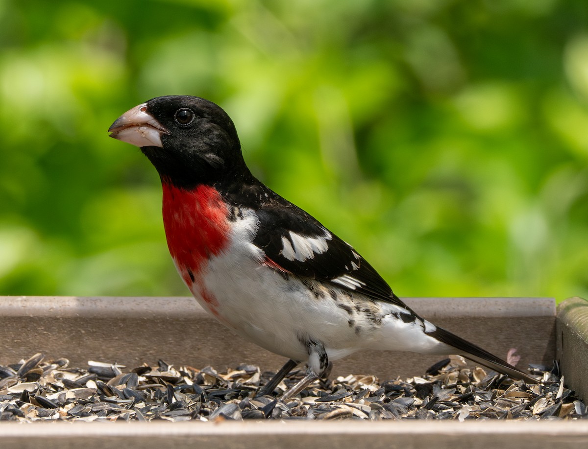 Rose-breasted Grosbeak - ML618531373