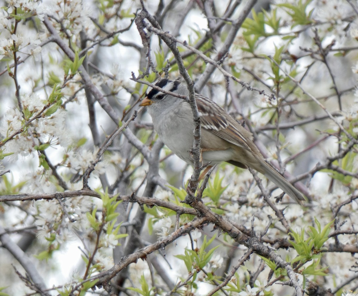 White-crowned Sparrow - Cynthia Madsen