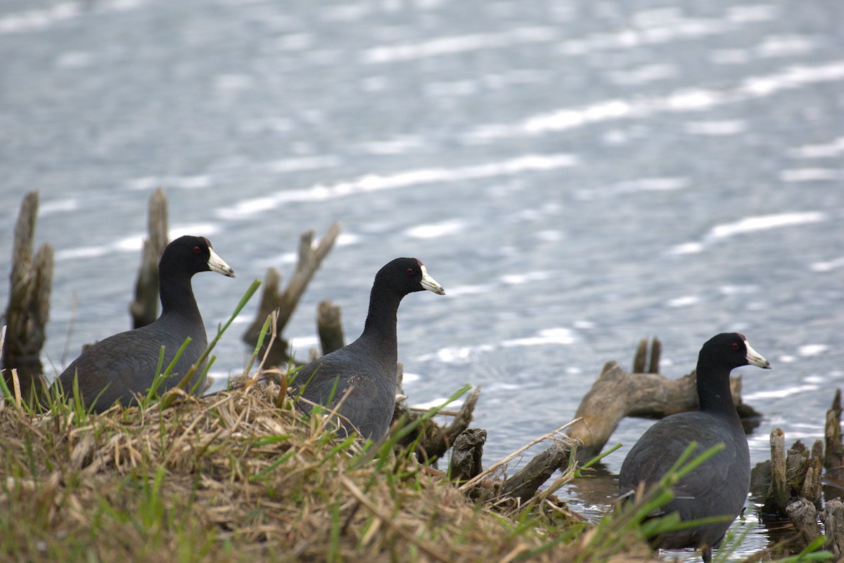 American Coot - Kimberly Beenken