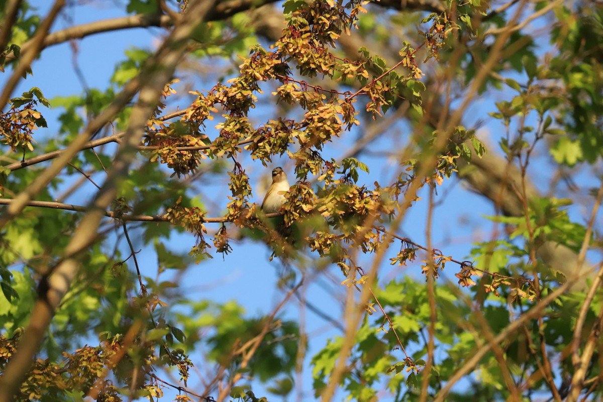 Red-eyed Vireo - T Remy