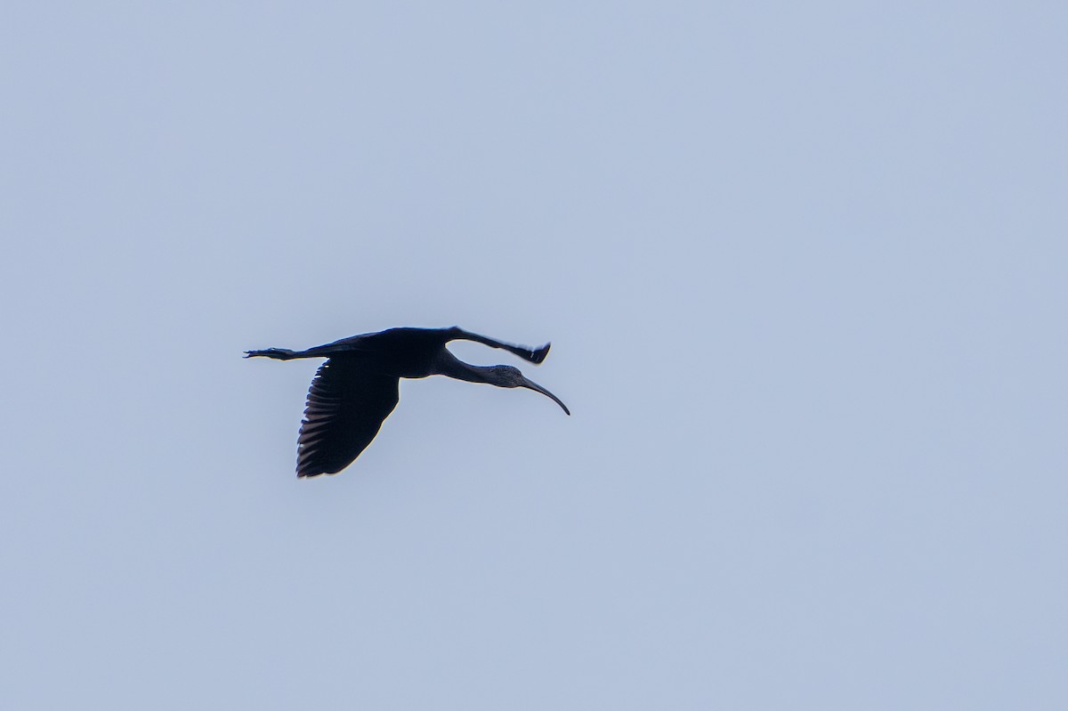 ibis americký - ML618531414