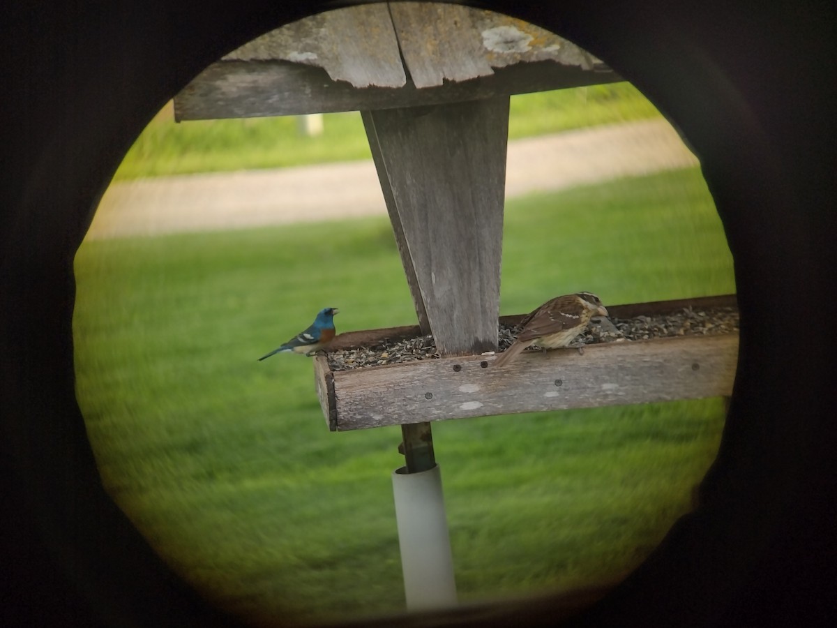 Lazuli Bunting - ML618531418