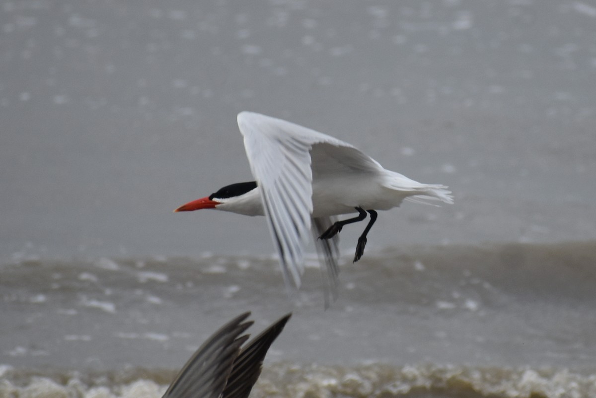 Caspian Tern - Claire H