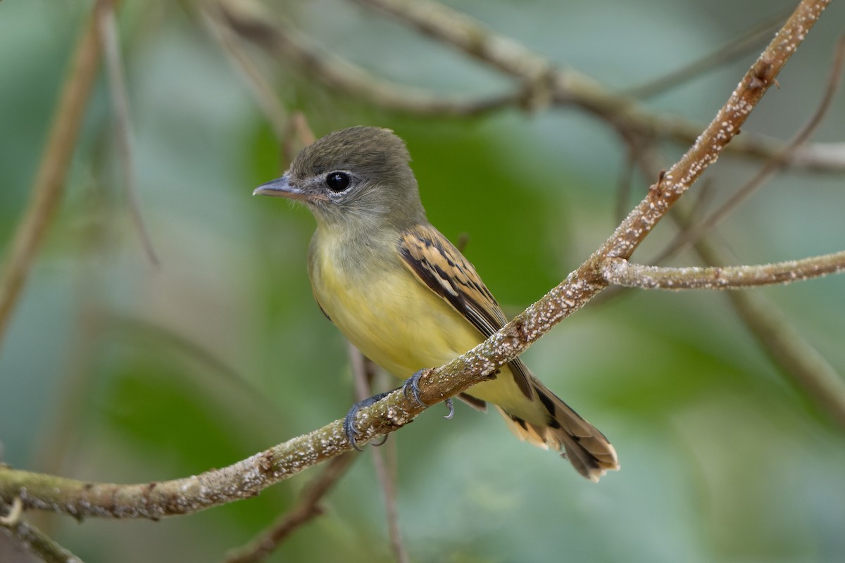 White-winged Becard - ML618531437