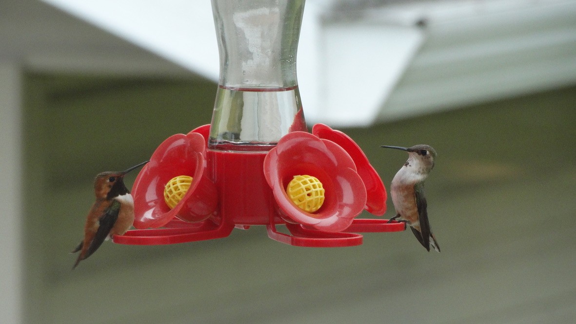 Rufous Hummingbird - Emily Williams