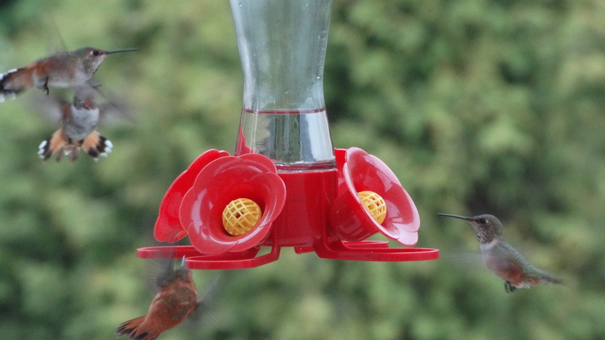 Rufous Hummingbird - Emily Williams