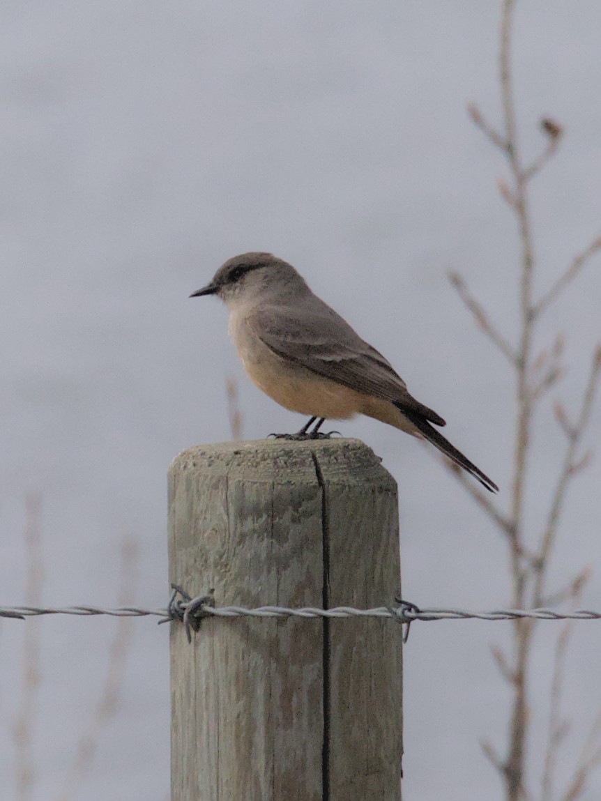 Say's Phoebe - ML618531471