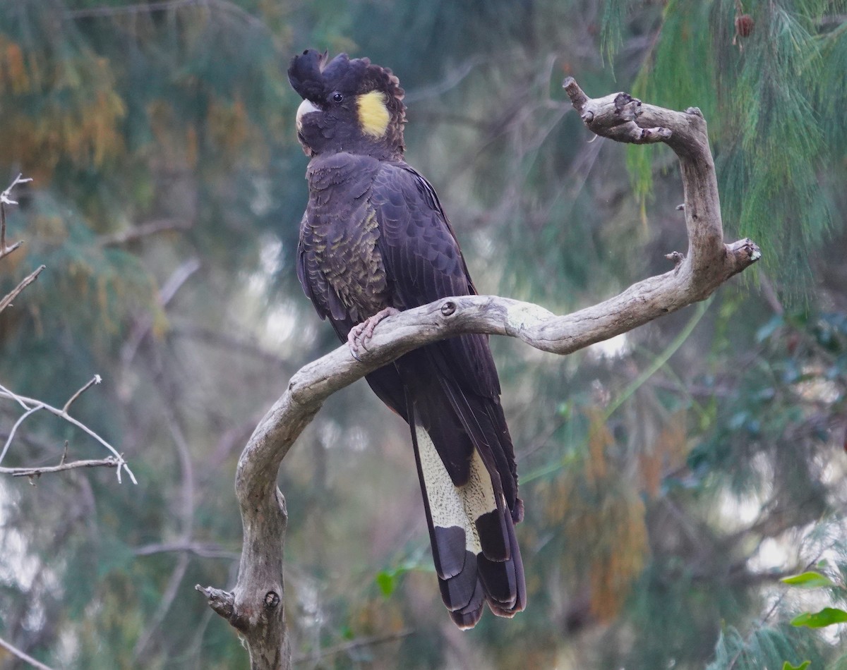 Cacatúa Fúnebre Coliamarilla - ML618531479