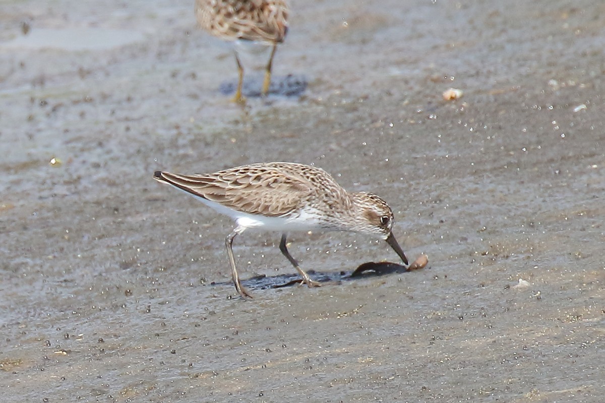 Semipalmated Sandpiper - ML618531509