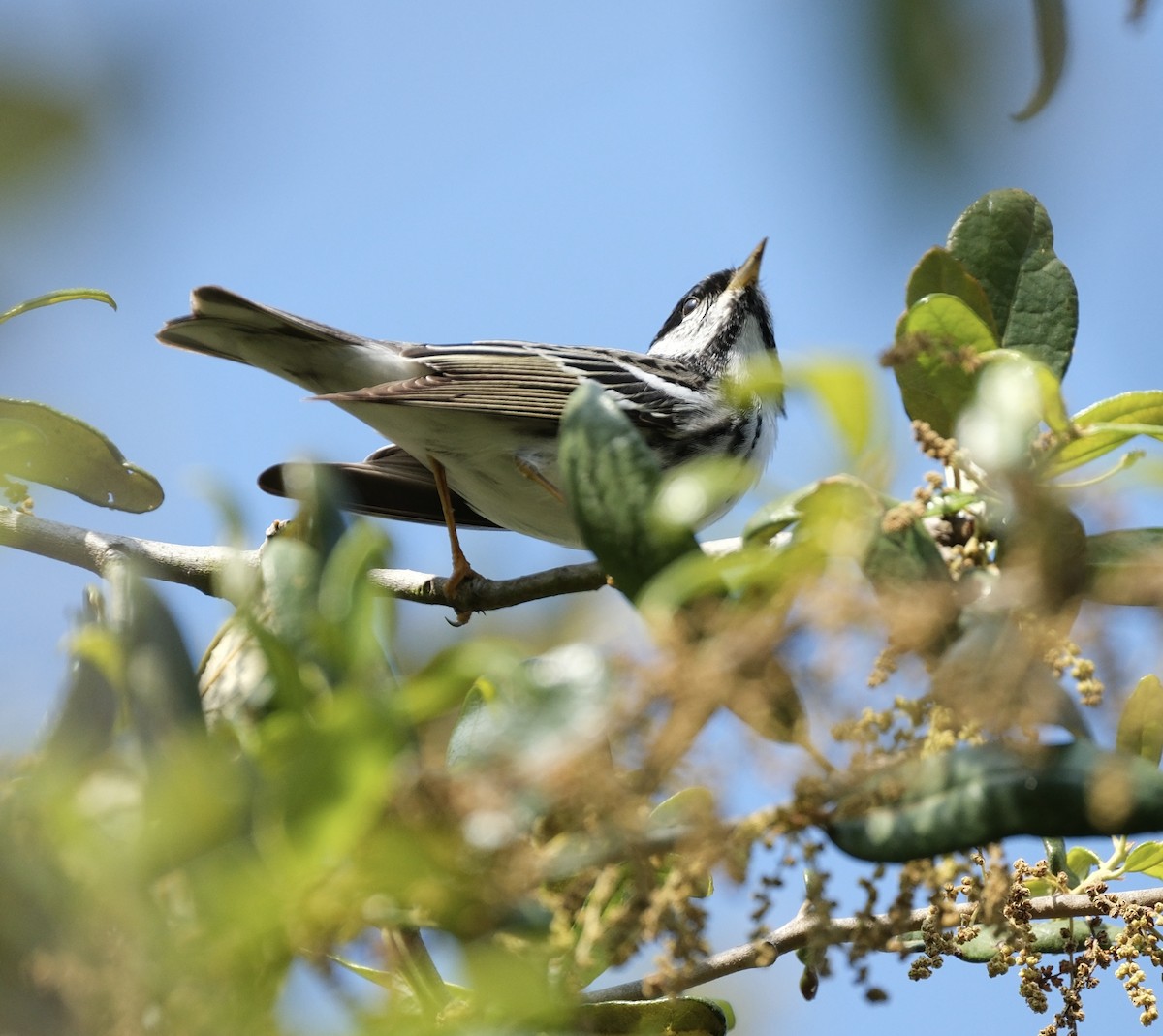 Blackpoll Warbler - Todd DeVore