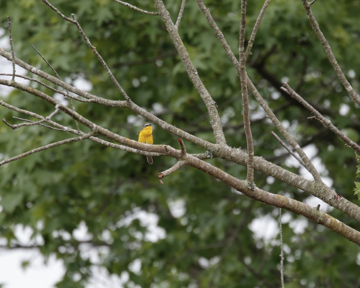 Yellow-breasted Chat (virens) - ML618531523