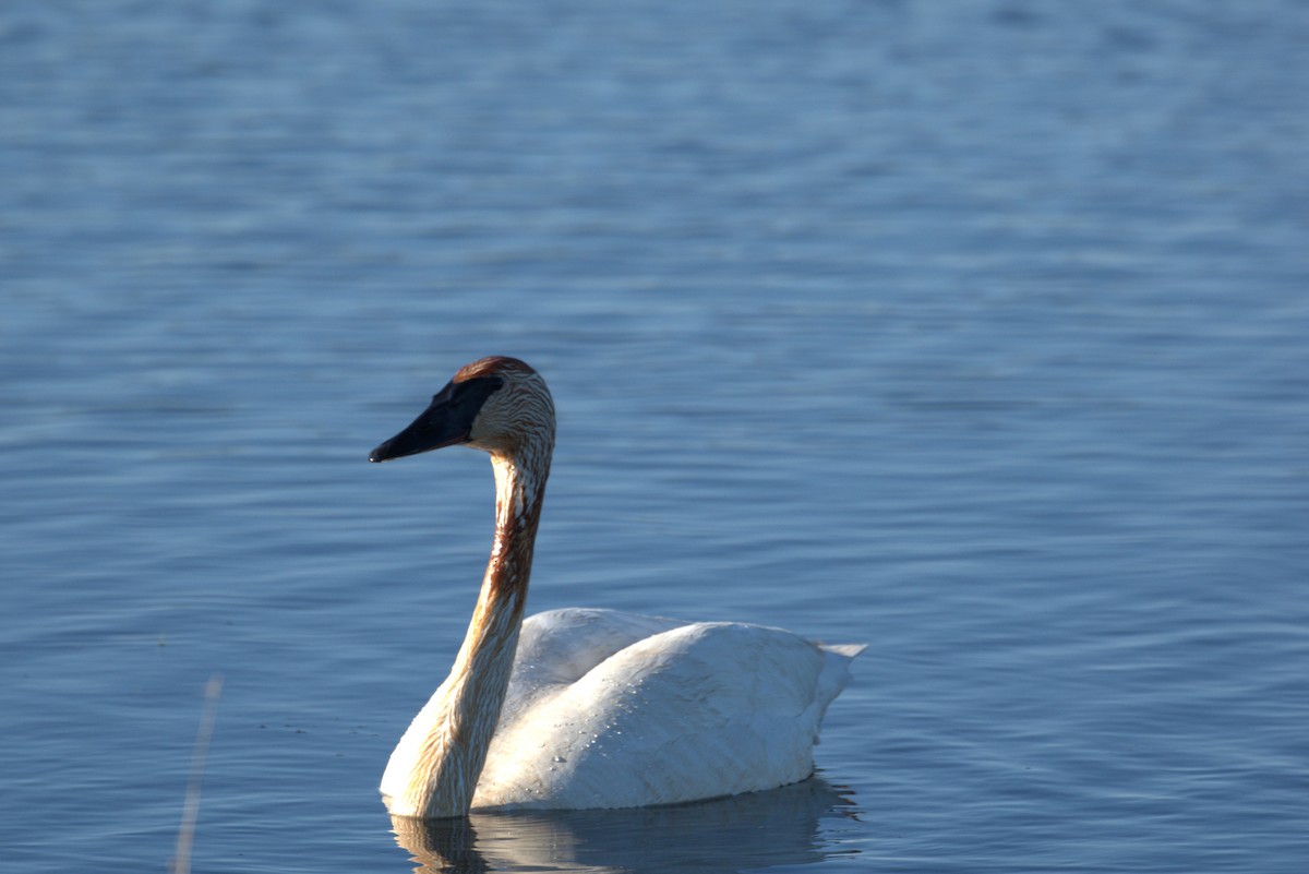 Trumpeter Swan - Kimberly Beenken