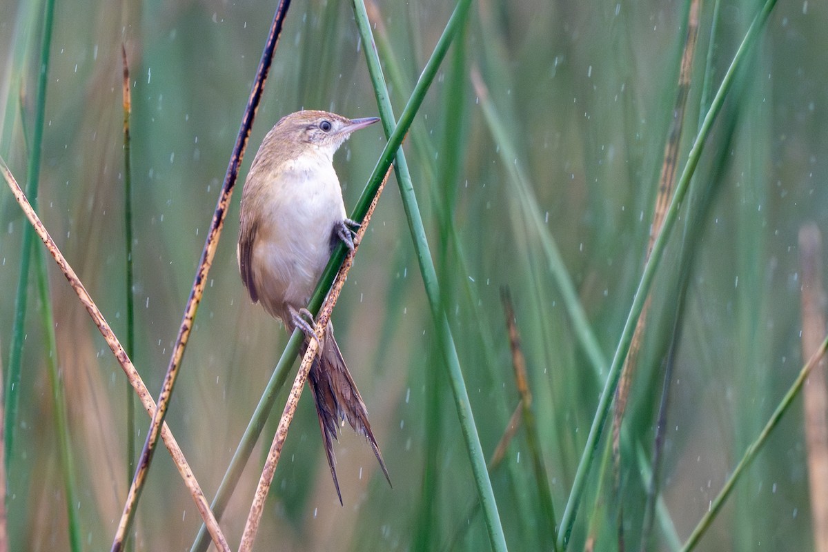 Bay-capped Wren-Spinetail - ML618531546