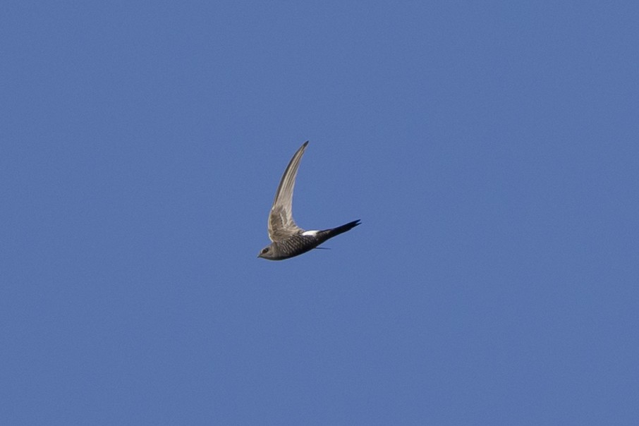 Pacific Swift - ML618531550