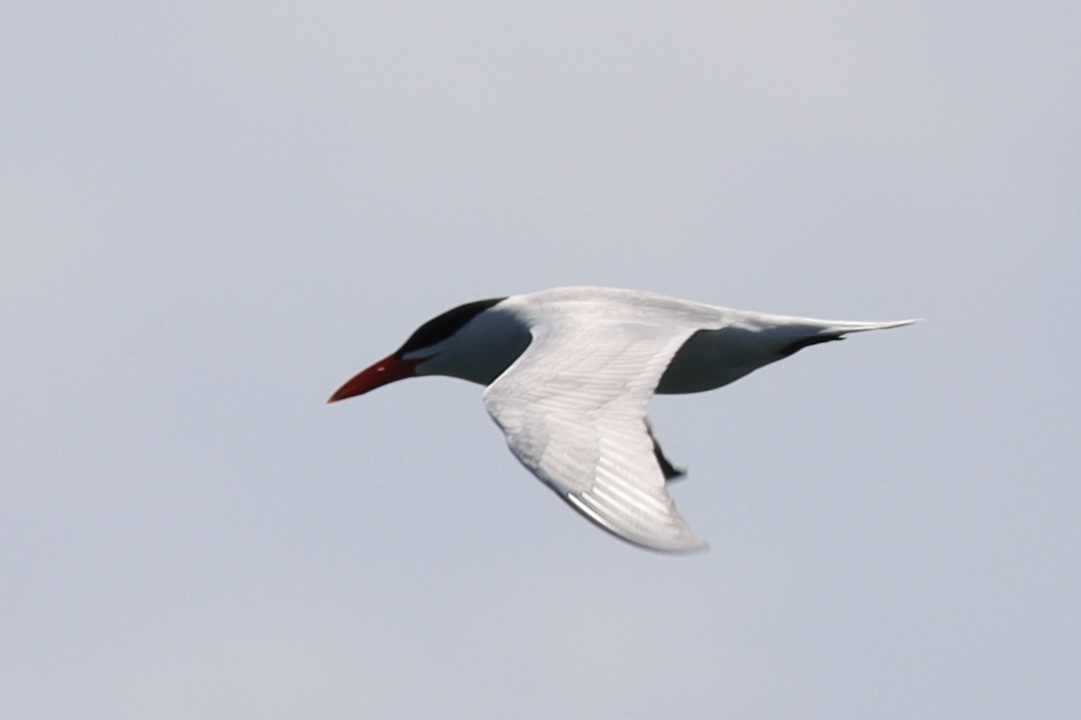 Caspian Tern - ML618531569