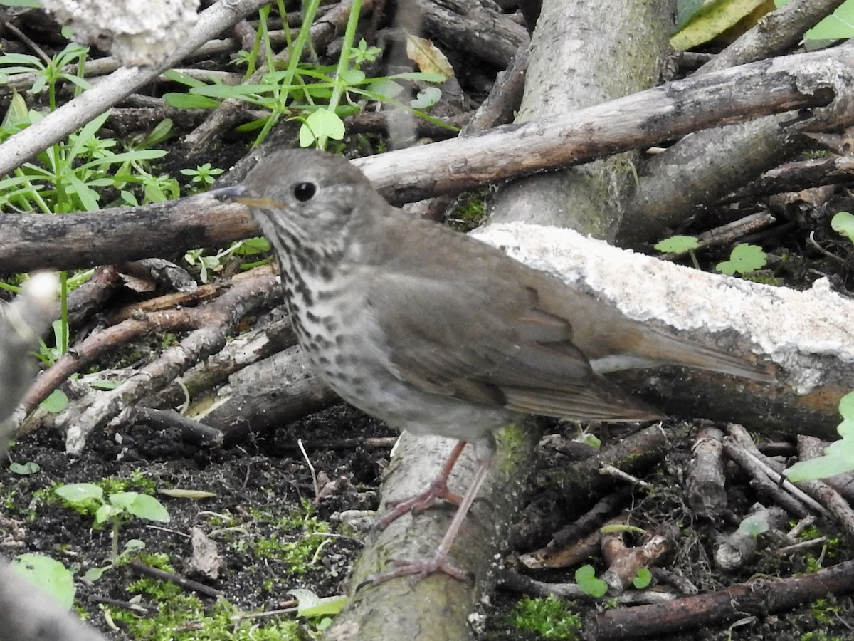 Gray-cheeked Thrush - ML618531578