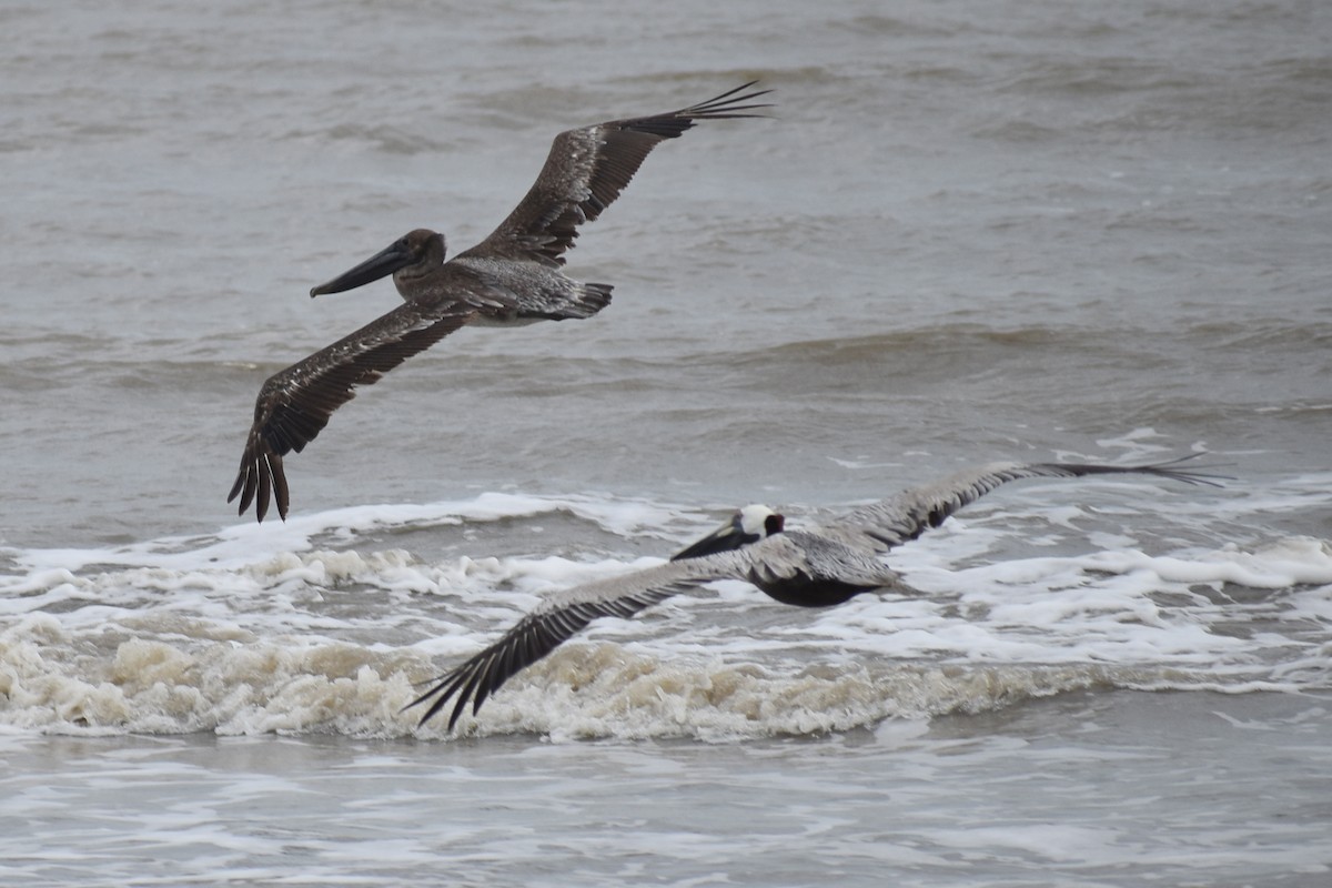 Brown Pelican - ML618531581