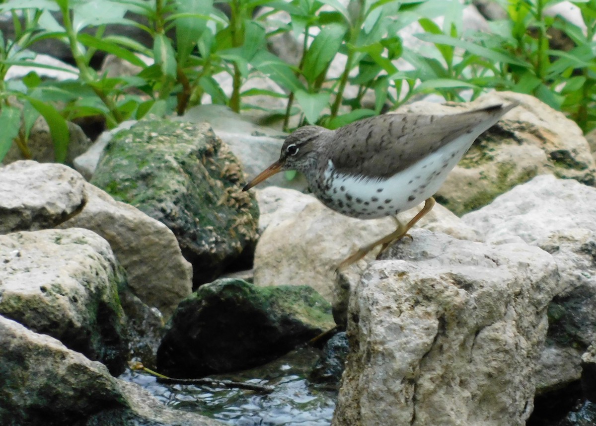 Spotted Sandpiper - ML618531591