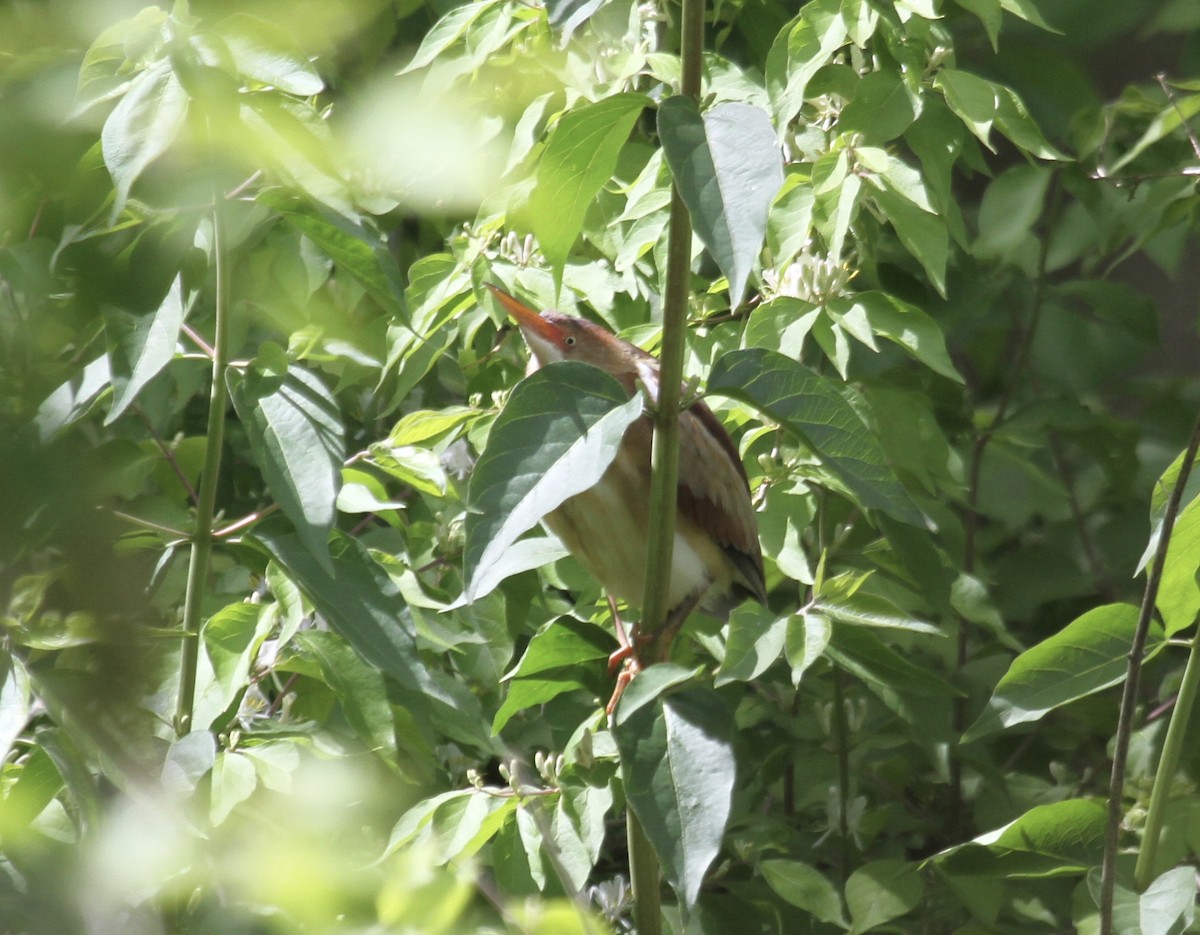 Least Bittern - ML618531596