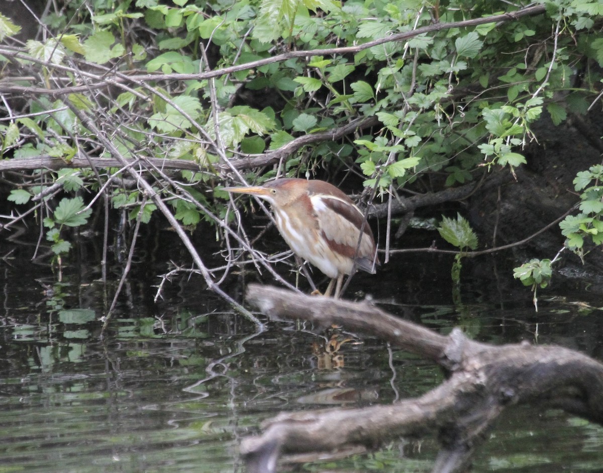 Least Bittern - Sam Manning