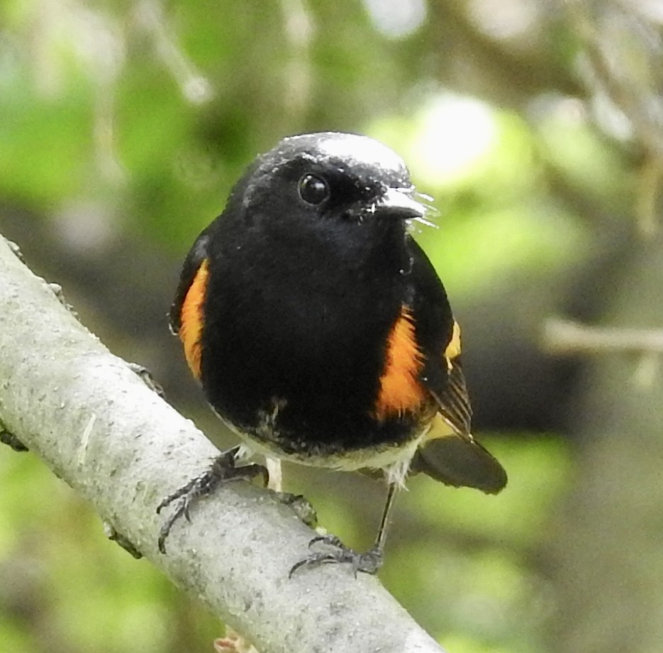 American Redstart - ML618531601
