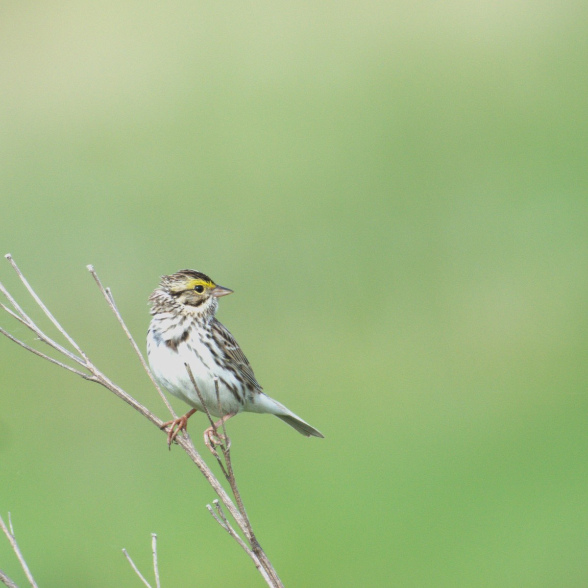 Savannah Sparrow - ML618531622