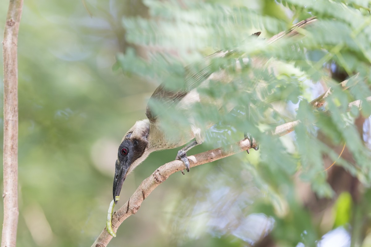 Helmeted Friarbird - ML618531634