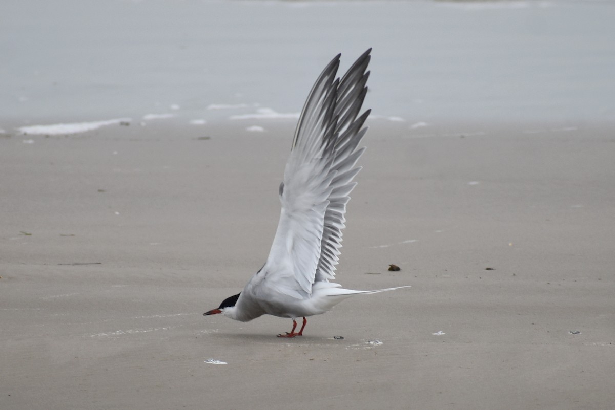 Common Tern - Claire H