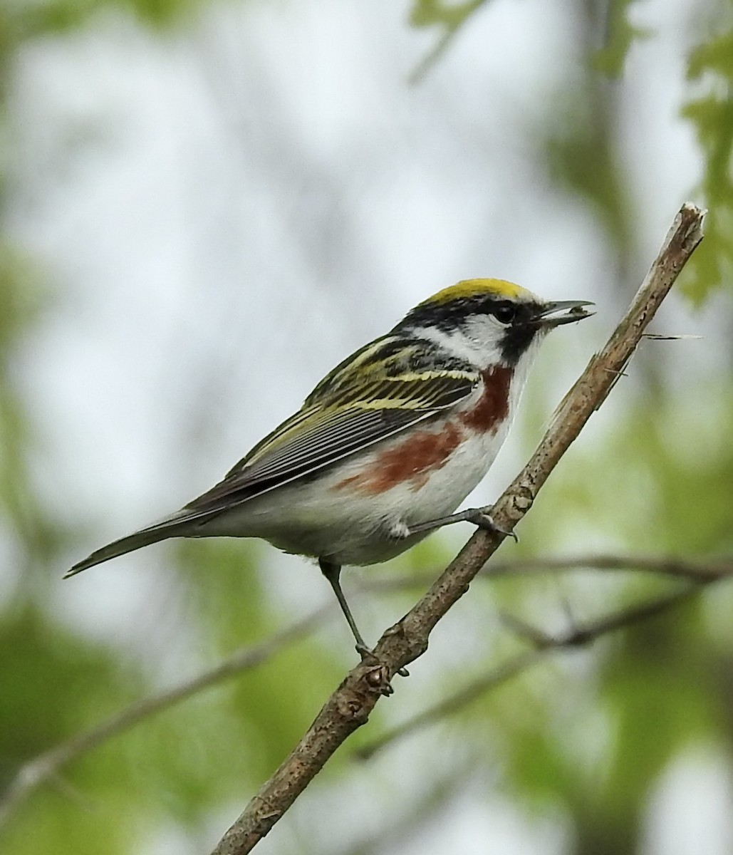 Chestnut-sided Warbler - ML618531646