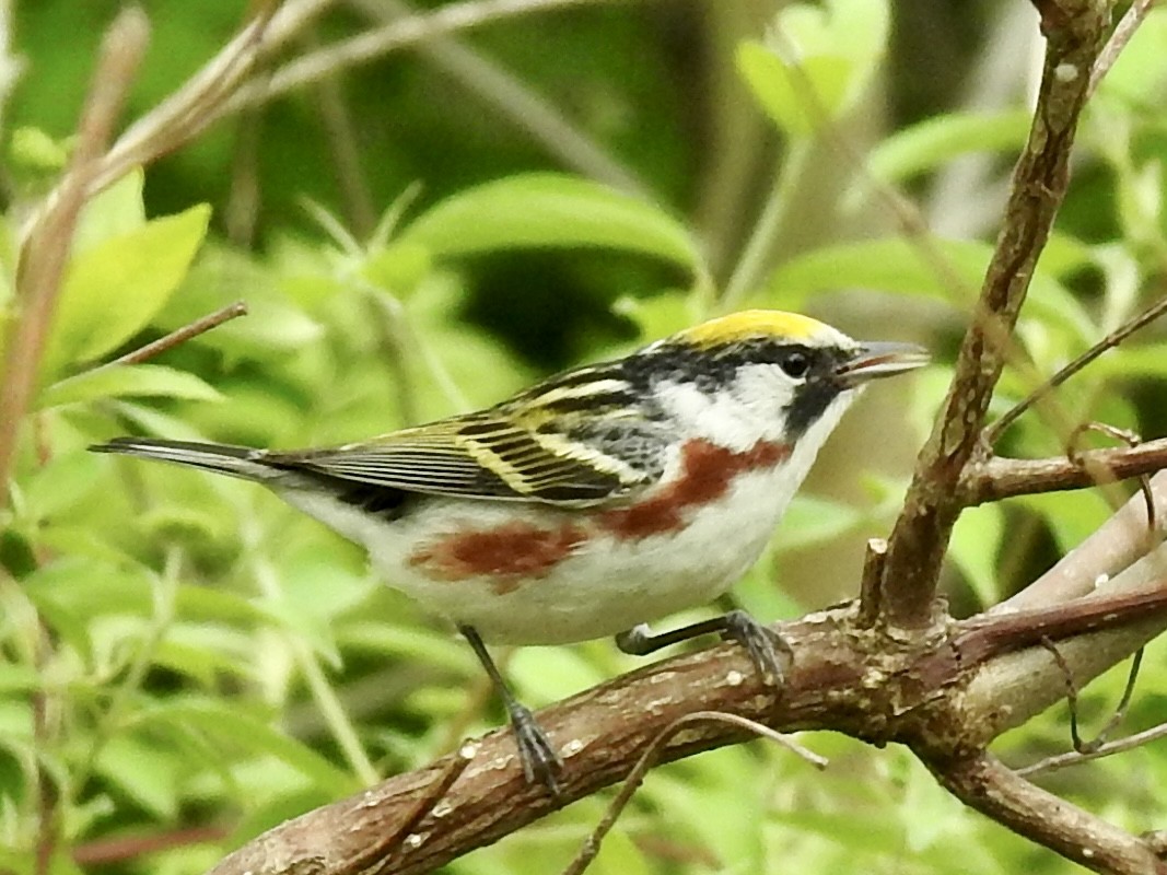 Chestnut-sided Warbler - ML618531647