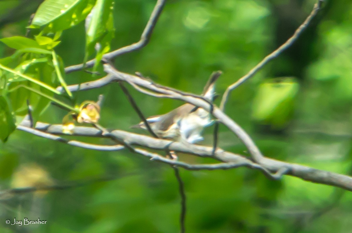 Louisiana Waterthrush - Jay Brasher