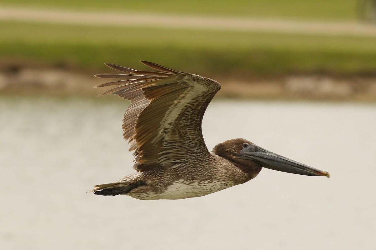 Brown Pelican - Cliff VanNostrand