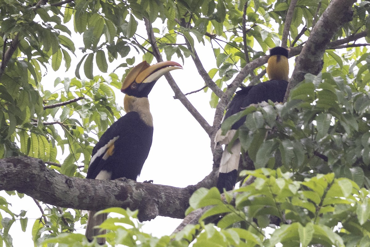 Great Hornbill - Robert Lewis