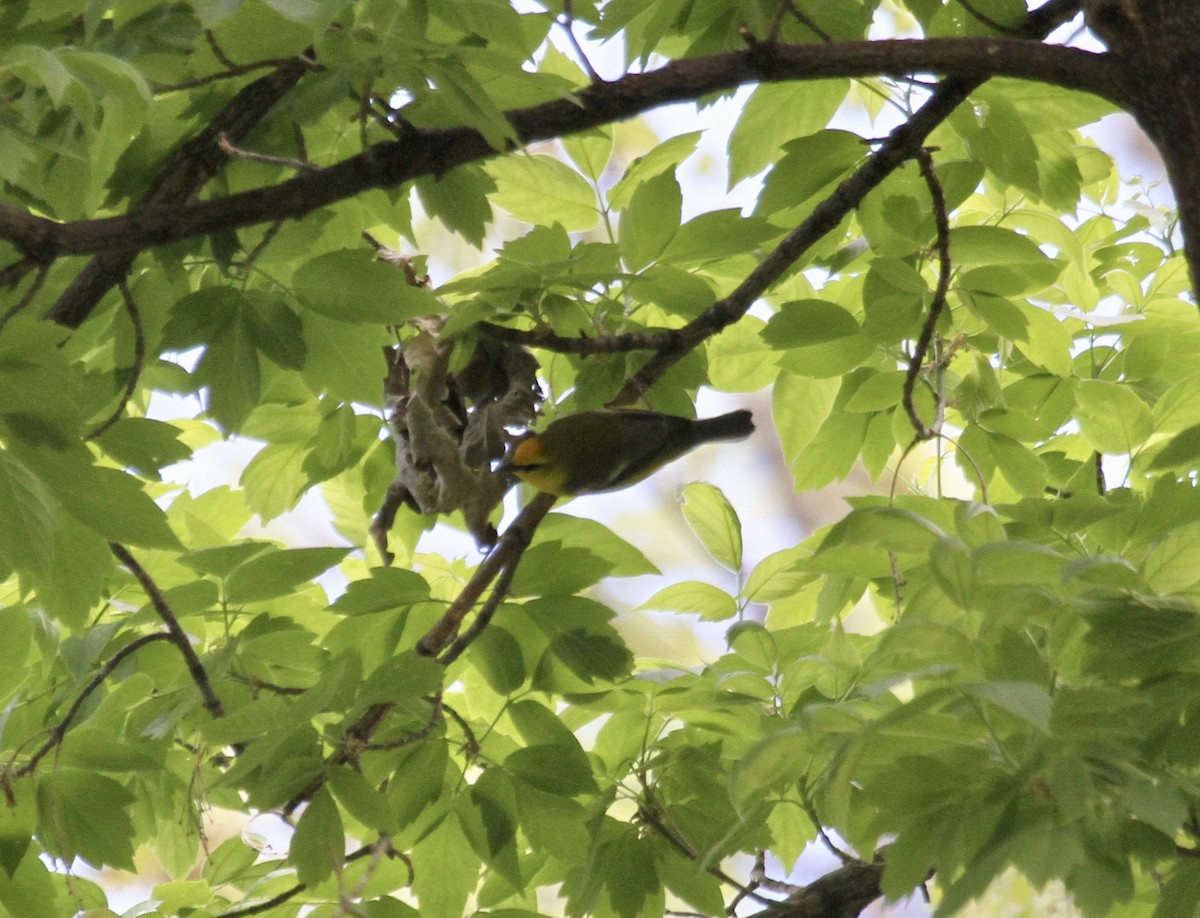 Blue-winged Warbler - Sam Manning