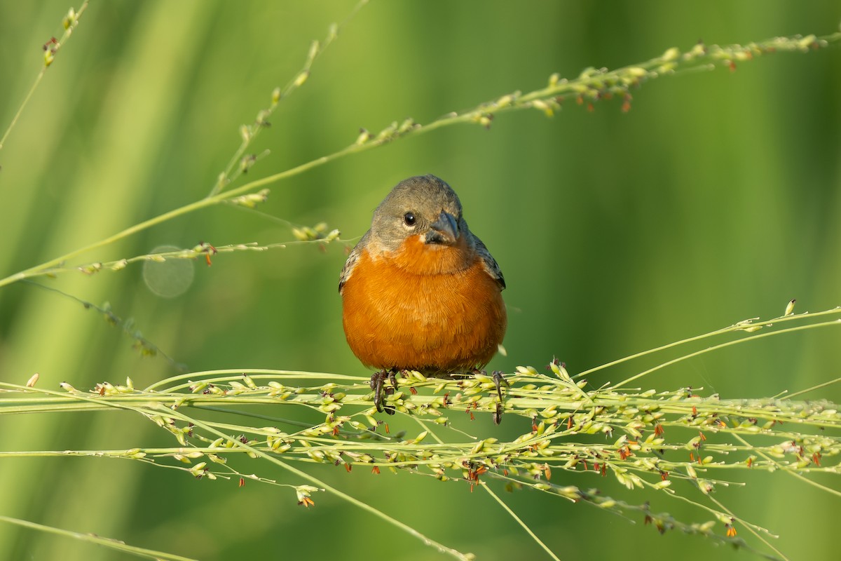 Ruddy-breasted Seedeater - ML618531704