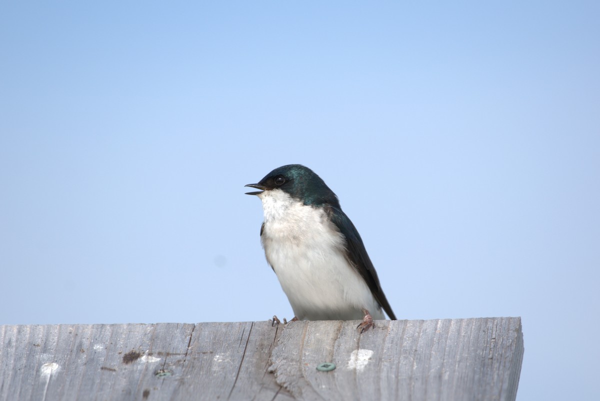 Tree Swallow - ML618531735