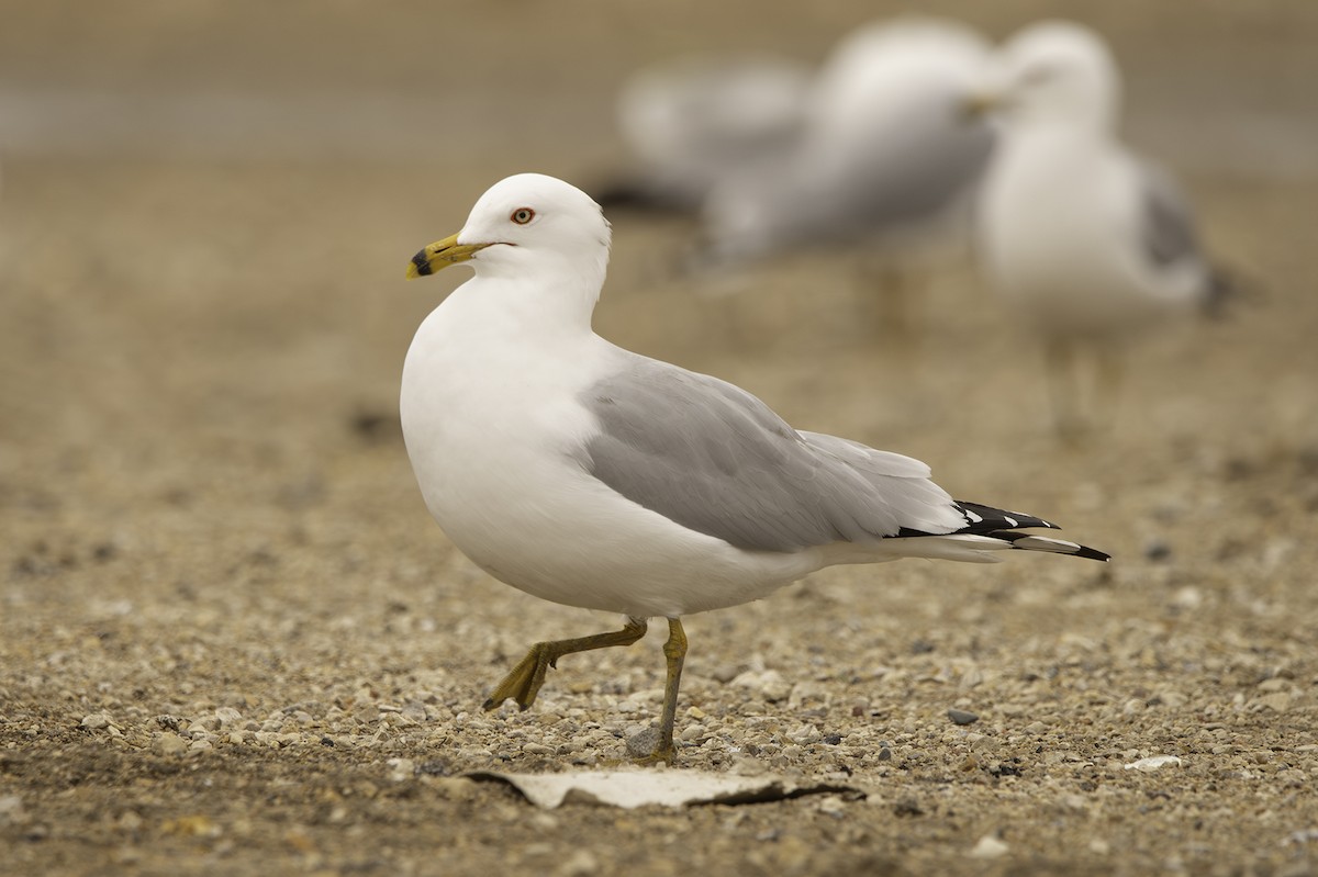 Ring-billed Gull - Cam Nikkel