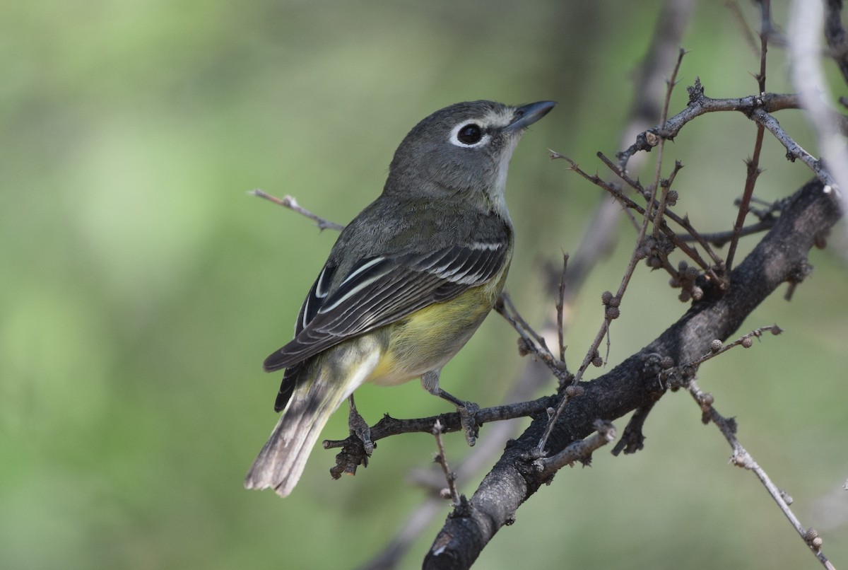 Cassin's Vireo - Dimitris Dimopoulos