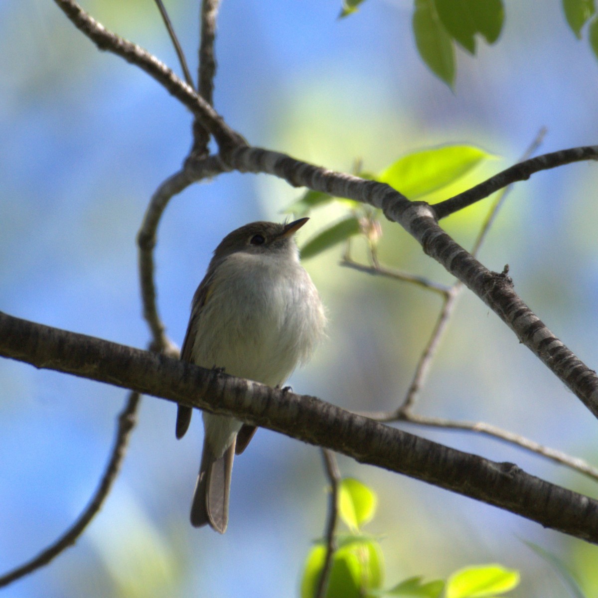Least Flycatcher - ML618531869